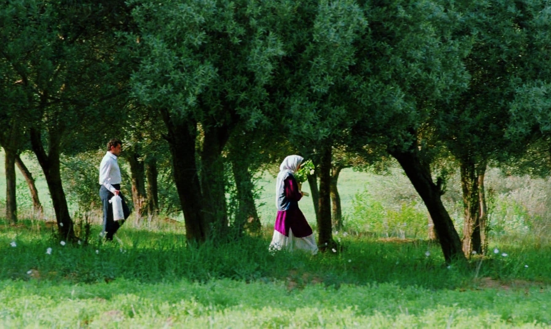 THROUGH THE OLIVE TREES